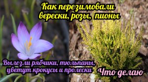 Как перезимовали розы, верески, пионы. Вылезли рябчики, тюльпаны, цветут крокусы и пролески..mp4