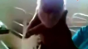 Чернобыль - животные-мутанты - видео