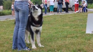 Аляскинский маламут