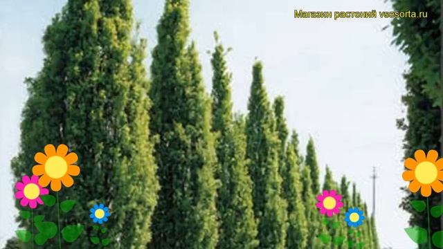 Дуб черешчатый Фестигиата Костер. Краткий обзор, описание quercus robur Fastigiate Koster смотреть онлайн