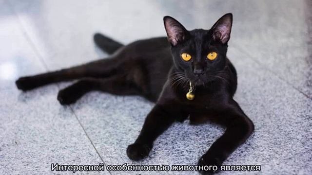 Породы черных кошек: окрас и оттенок глаз