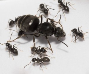 Lasius niger Черный садовый муравей.mp4