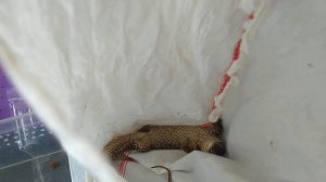 Варан напал на человека. Распаковка новых рептилий