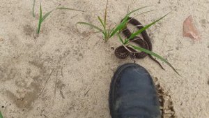 ВНИМАНИЕ--СДВИЖЕНИЕ (ГАДЫ ЛЕСНЫЕ СДВИГАЮТСЯ НА ЗИМОВКУ)