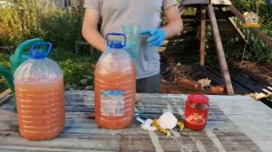 Баклажан. Подкормка Дрожжи плюс по листу и под корень. DIY & DACHA. #129.