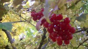 Л. ВЕЛИКАНОВА Ягода калина