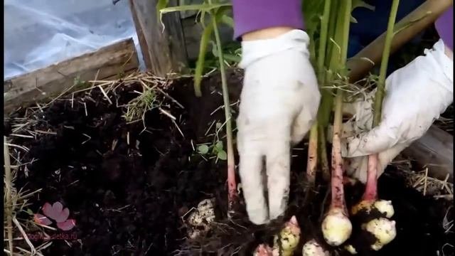 Как вырастить имбирь самостоятельно