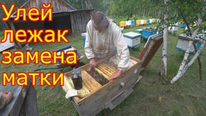 Замена матки в лежаке. Обстановка на пасеке 22.06.2020