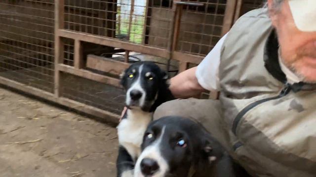 Семейный портрет 4 щенков САО/алабай по БУЛЬДОЗЕРА линии, накануне 3 месяцев от роду!FCI+7915778778 смотреть онлайн