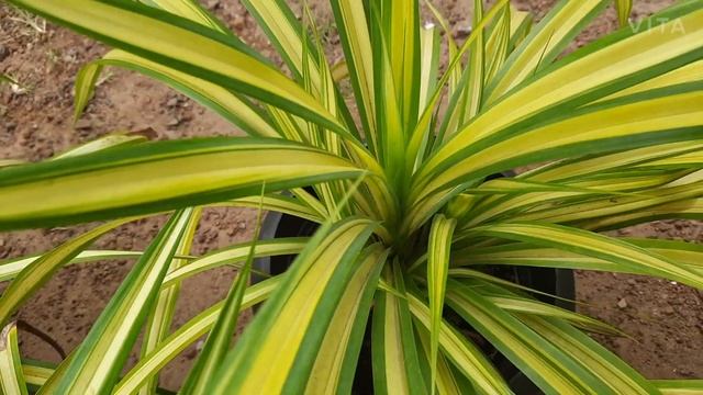Pandanus/Best indoor&Outdoor plant