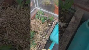 Мой огород в середине мая