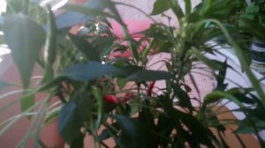 Декоративный перец,, Искра,, Выращиваю перец на окошке,
