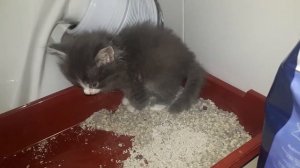 Как приучить котенка к лотку