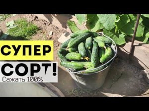 Вот так сорт! Каждый день по ведру зеленцев с куста! Урожайные сорта огурцов для открытого грунта.