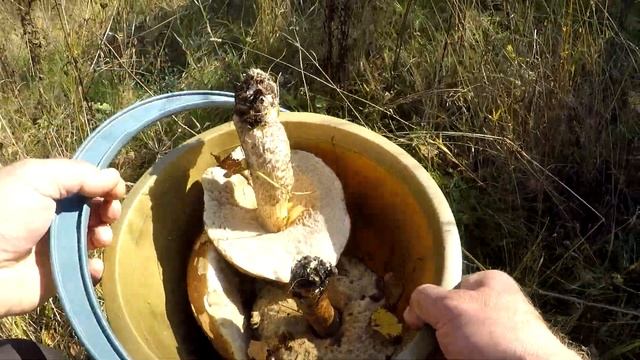 ЭТА РЫБАЛКА УДАЛАСЬ / ПОКА ЛОВИЛАСЬ ЩУКА НАСОБИРАЛ ГРИБЫ / ГРИБ ПОДБЕРЕЗОВИК