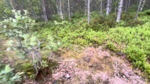 1/5 Сплав по реке Кузема в Белое море Июль 2023