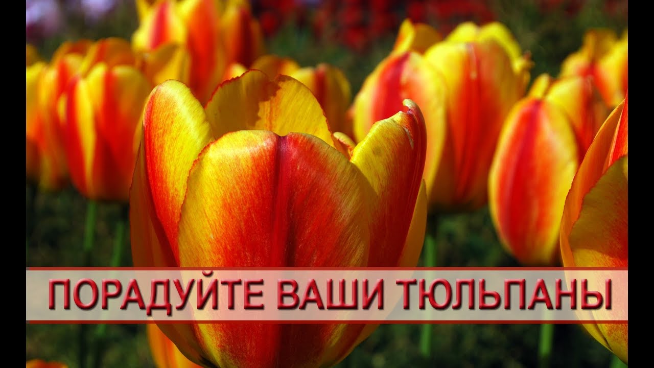 Тюльпаны: выращивание и уход. Чем, когда и как подкормить тюльпаны