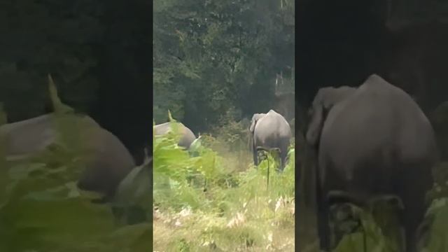 Wild elephant play