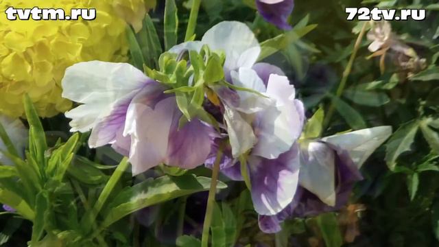 анютины глазки смотреть онлайн