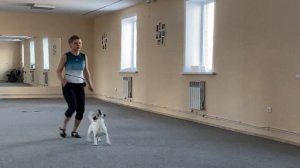 Как научить собаку командам Дрессировка собаки Танцы с собакой Терра. Элементы. 20.01.2023 г.