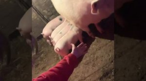 Похудение.переклад веса на поросенка.