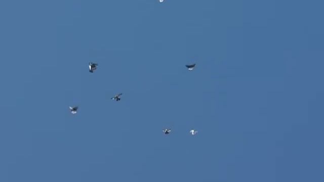 Ялта гонит голубей, николаевские Попова Григория смотреть онлайн