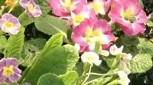 Как вырастить примулу садовую из семян? Советы Валентины Лебедевой