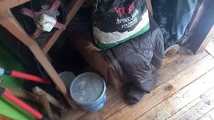 Рыська в коробке. Дикая кошка прижилась.