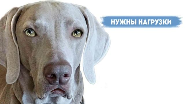 Веймаранер - породы собак. смотреть онлайн