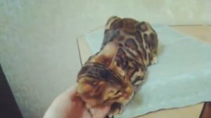 Бенгальские коты