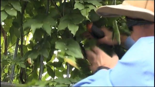 How to winter and summer prune Wisteria to get more flowers
