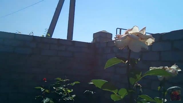 ТАНЕЦ ЦВЕТОВ МОЕГО ЛЕТНЕГО САДА 2019 смотреть онлайн