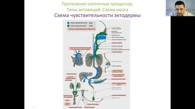 ПСИХОСОМАТИКА. ГНМ. Правила для ЭКТОДЕРМЫ. Часть 1