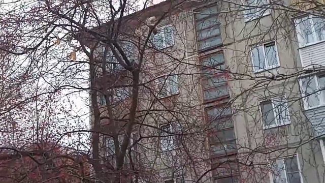 Шнауцер (Герда) смотреть онлайн