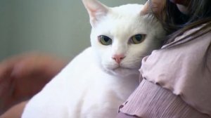 5 Самых Дорогих Пород Кошек