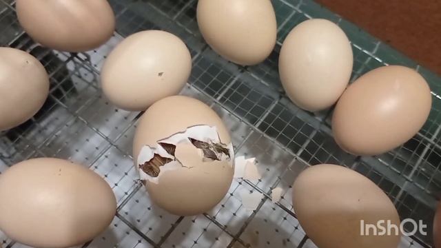 Совместная инкубация куриного и индюшиного яйца - мой опыт