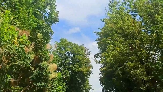 ПЕРЕСЕЛЕНЦЫ в Закарпатье? ВПО выплаты прекратили?ХУСТ ПАРК Весь в Розах Потрясающие горы в Карпата смотреть онлайн