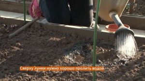 Порядки на грядке. Подготовка почвы для томатов на следующий год