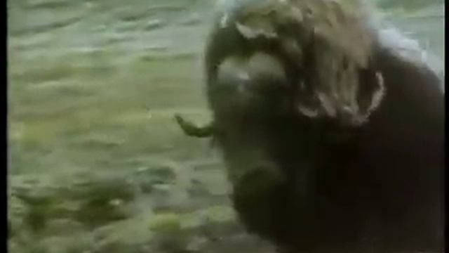 Wolf Hunting / Охота на волка Тактика смотреть онлайн