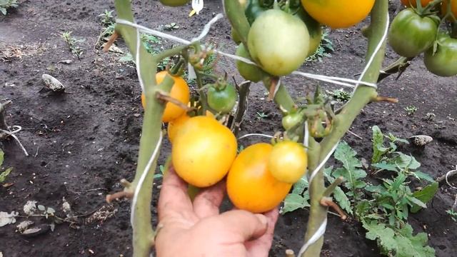 Коллекционные томаты. Продолжение обзора поспевших сортов.