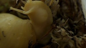 Как рожает улитка