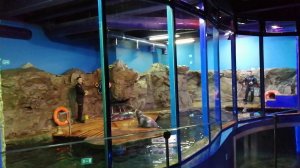 Аквариум | Тюлени  | Котики | Представление