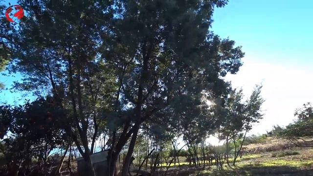 НЕДВИЖИМОСТЬ в АБХАЗИИ. Прямой вид на МОРЕ. МАНДАРИНОВЫЕ деревья. Абхазия