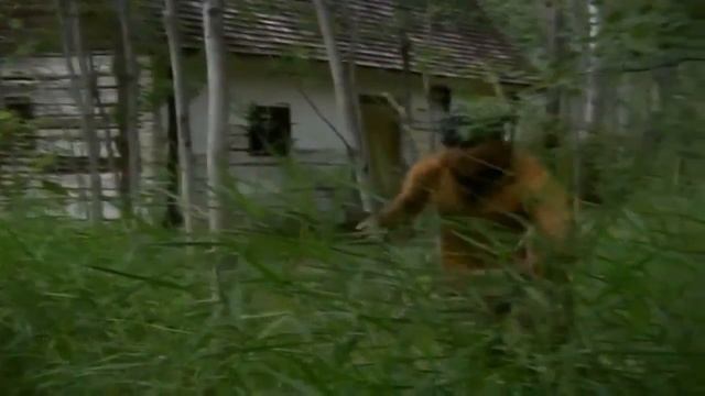 Ярость гризли лучшие фильмы, смотреть ужасы