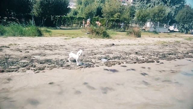 ОТДЫХ С МАЛЬТИЗЕ НА МОРЕ смотреть онлайн