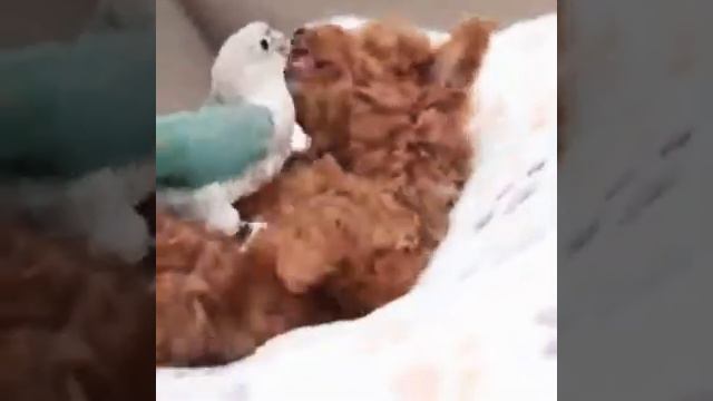 Христианская песня, Смотри какая Красота 🌊 смотреть онлайн