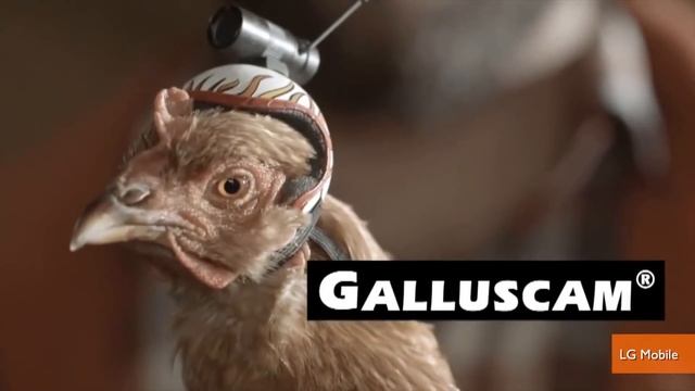 The Stabilization Power of Chicken Heads Featured in New Commercials смотреть онлайн