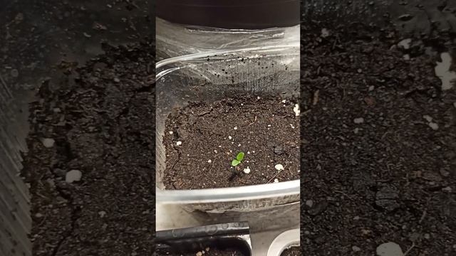 Освещение для рассады бюджетный вариант! Хорошо все подрастает! смотреть онлайн