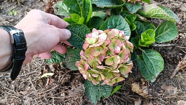 Красочное цветение крупнолистной гортензии. Подкисление почвы во время вегетационного периода. Дача смотреть онлайн