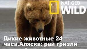 Nat Geo Wild Дикие животные 24 часа.Аляска рай гризли   Wild 24